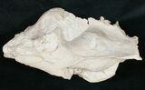 Partial Oreodont (Merycoidodon) Skull - Nebraska #10748-6